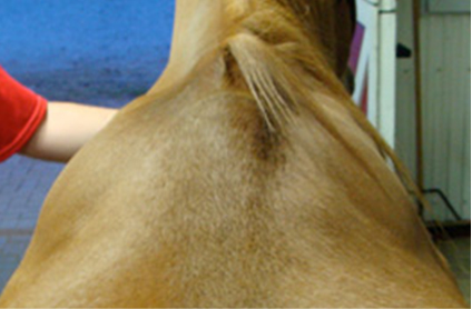 CSI Saddle Pads Shims can help with Uneven Development